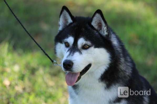 PUPPIES SIBERIAN HUSKY в фото 10