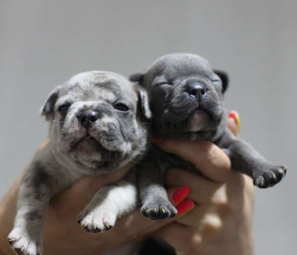 Щенки французского бульдога в фото 6