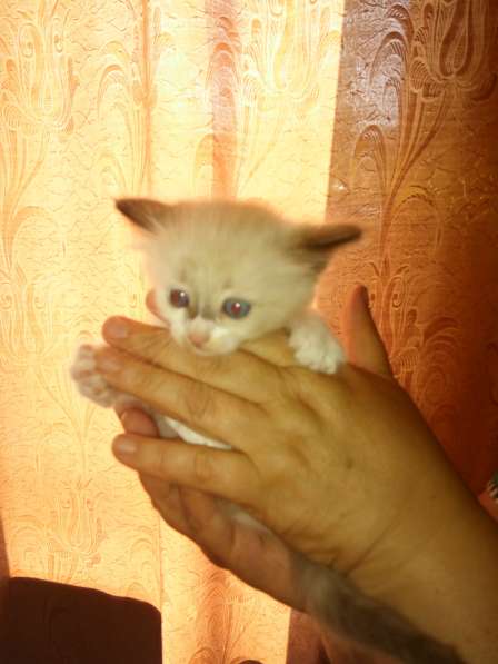 Котята в добрые руки в Дмитрове фото 5