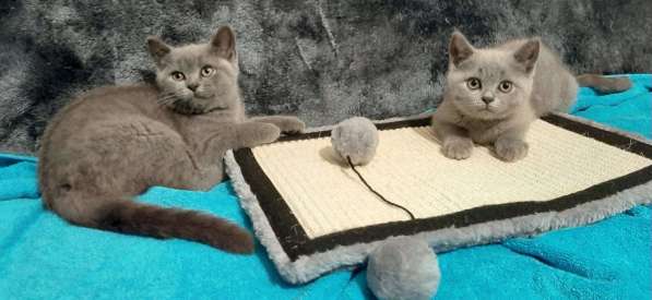 BKH Scottish Fold kitten в фото 4
