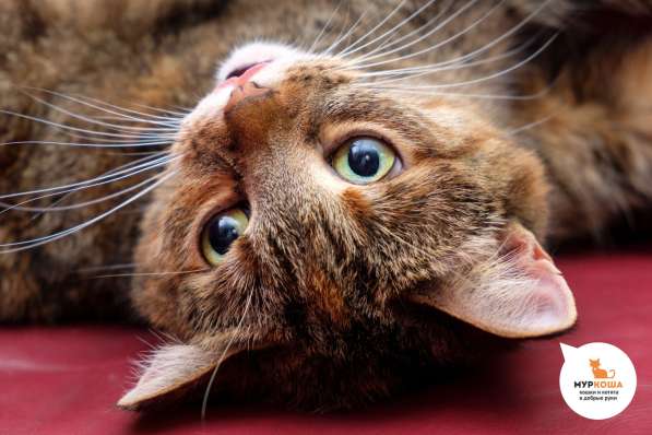 Кошечка Вербена ищет надежного друга в Москве