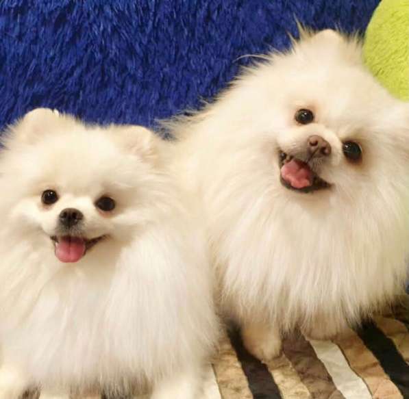 Щенки Шпица в Саратове фото 20