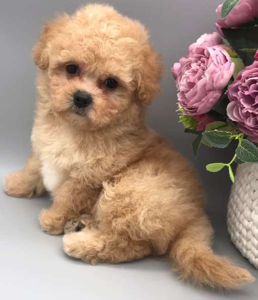 Мальтипу. Caramel