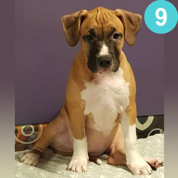 Щенки амстаффа в Москве фото 25