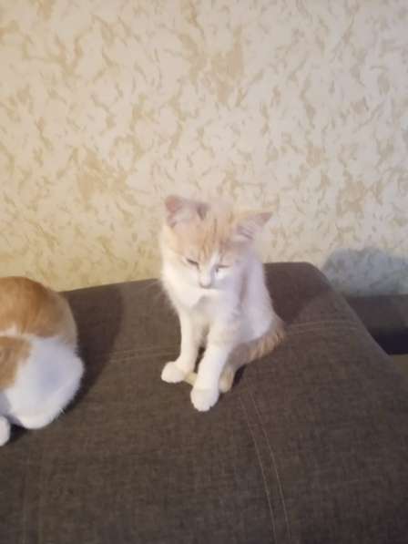 Кошка 3 месяца в Жигулевске