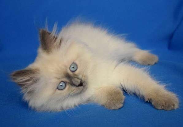 Голубоглазые сибиряки для Вас в Москве фото 11