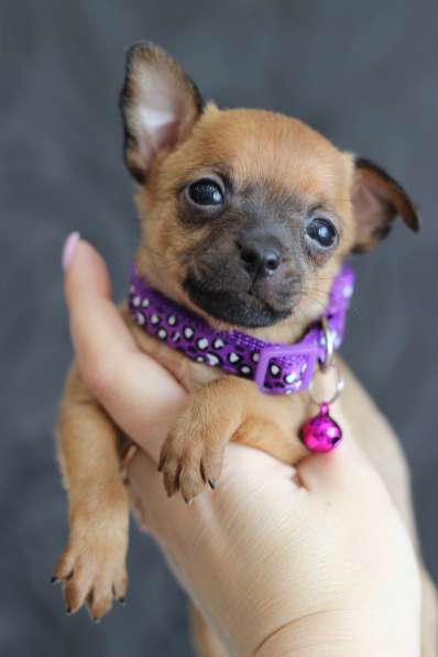 Щенки Русского той -терьера в Новосибирске фото 11