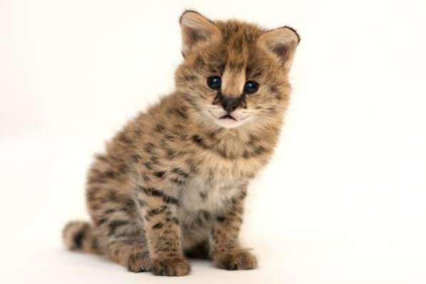 Сервал степной в Москве фото 3