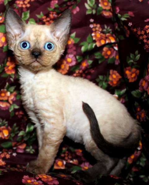 Котята Девон рекс в Калининграде фото 9