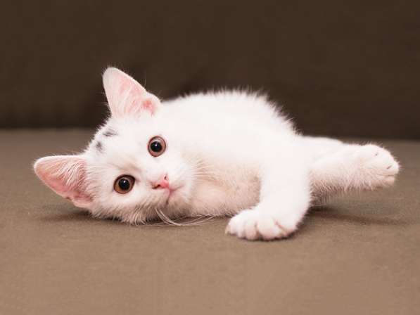 Маленькое чудо Яшенька, милейший белоснежный котенок в дар в Москве