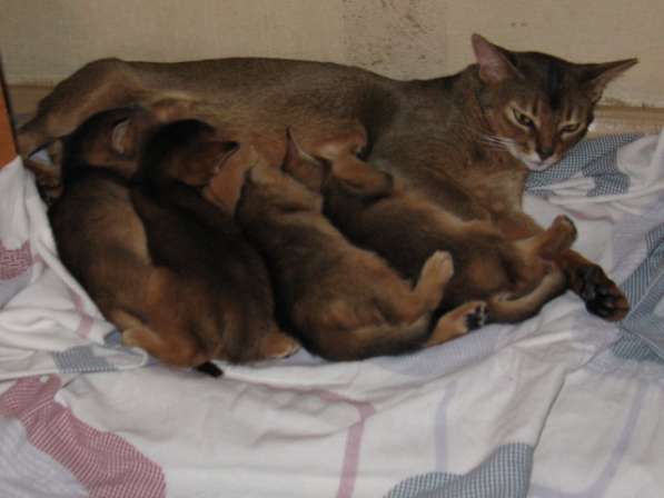 Продажа АБИССИНСКИХ котят в Дмитрове фото 19