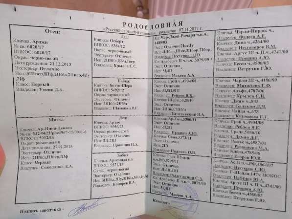 Щенки кокер спаниеля в Краснодаре фото 3