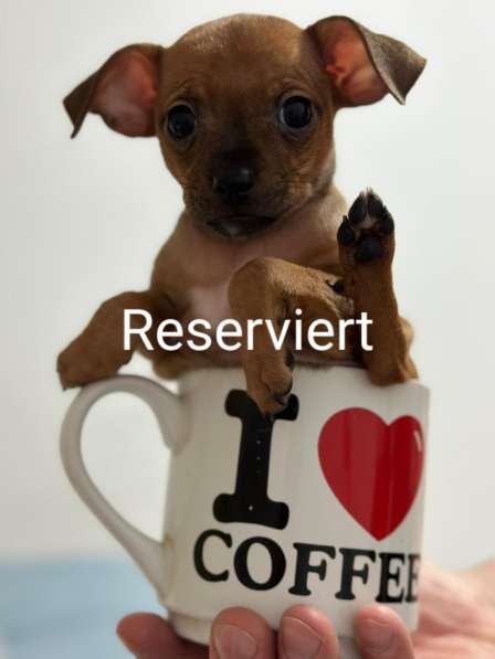 Zwergpinscher мини (до 2.5 кг) в фото 18