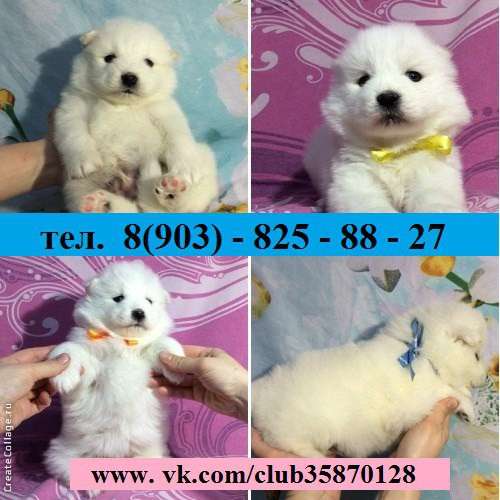 Щенки самоеды