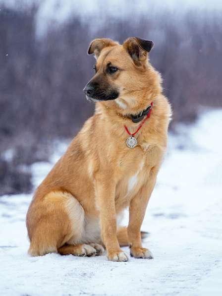 Ласковое солнышко Зита, молодая домашняя собачка в дар в Москве фото 4