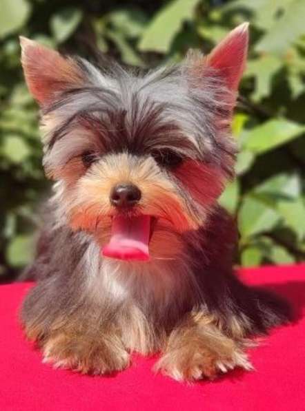 Гламурные щенки йоркширского терьера в фото 4