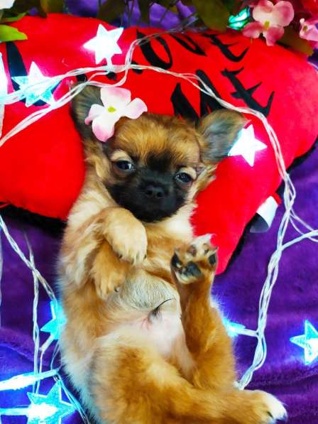 Чихуахуа щенки в Волгограде фото 3