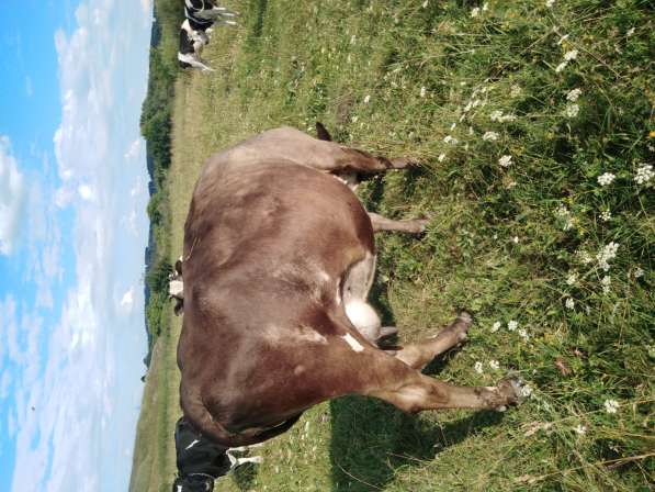Коровы стельные в Новосибирске фото 5
