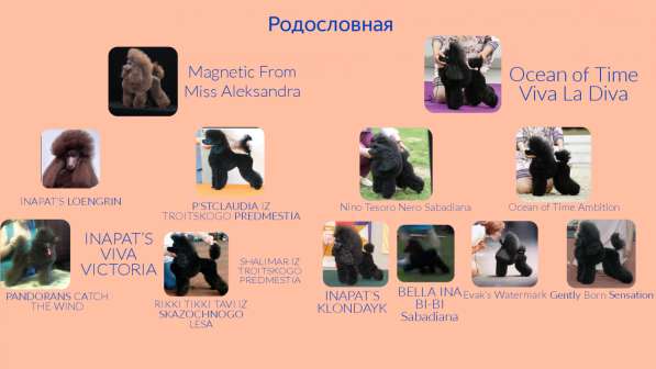 Щенок той пудель девочка в Москве фото 4