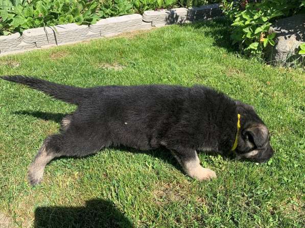 Щенки ВЕО с документами в Санкт-Петербурге фото 44