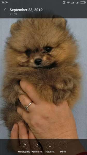 Померанский шпиц -две миниатюрные девочки в Солнечногорске фото 17