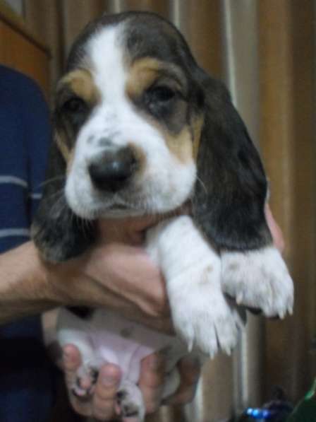 Щенки Бассет-хаунд в Армавире фото 55