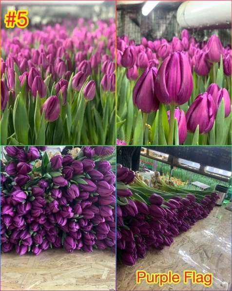 Принимаем заказы на тюльпаны к 14 февраля и 8 марта в фото 11