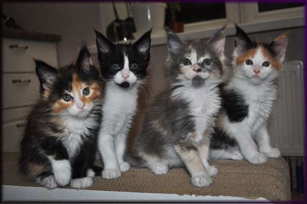 Котята Мейн-Кун в Санкт-Петербурге фото 3