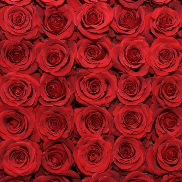 Розы из Эквадора по самым низким ценам в России