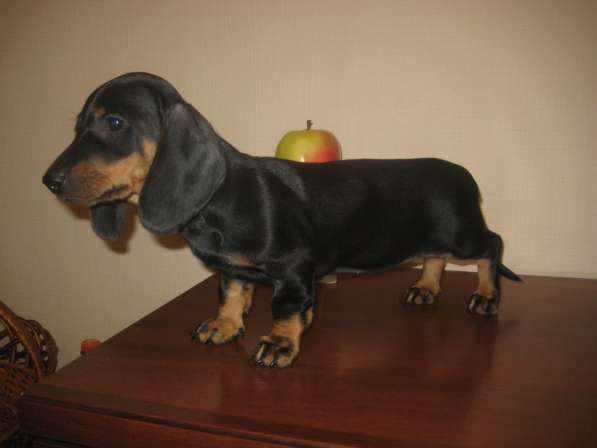 Щенки таксы г-ш стандарт элитные