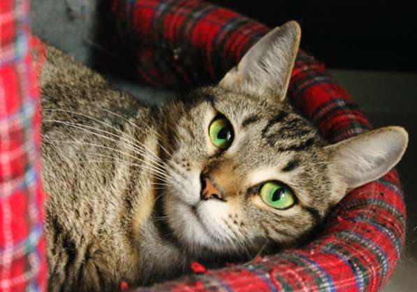 Застенчивая Басилисса мечтает о любящей семье в Москве