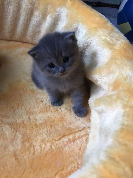 Продаю кота в Саратове фото 12