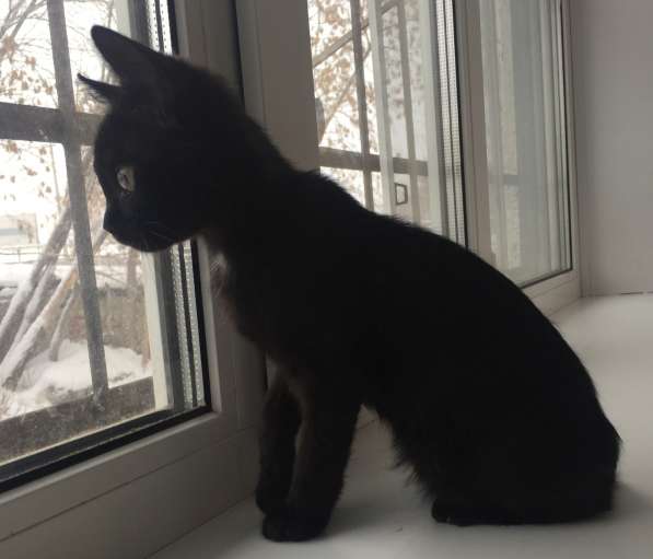 Котёнок Кэти по характеру Hunta (охотница) 3 месяца в фото 4