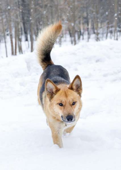 Надёжный, ласковый, весёлый друг - собака Лиса! Ищет дом в Москве фото 4