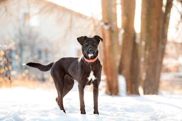 Черная собака Берта в добрые руки в Москве фото 4