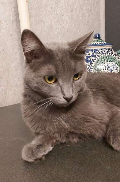 Дымка, русская голубая в добрые руки