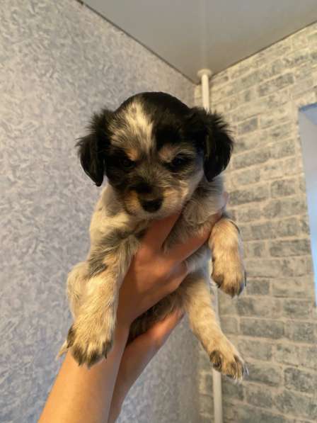 Отдам щенят в добрые руки