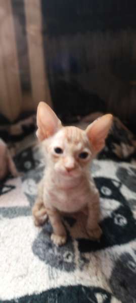 Сфинкс (браш) мальчик рыжего окраса в 