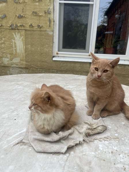 Срочно нужна помощь !!! в Краснодаре