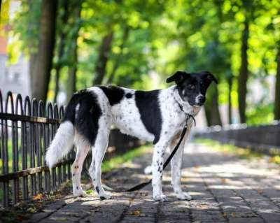 Отдам даром Молодая собака Бони ищет супер-хозяина в Санкт-Петербурге фото 3
