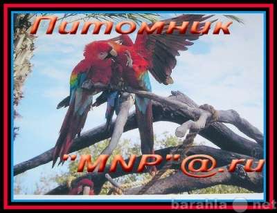 Чудные - Элитные попугаи из Питомника. Москва