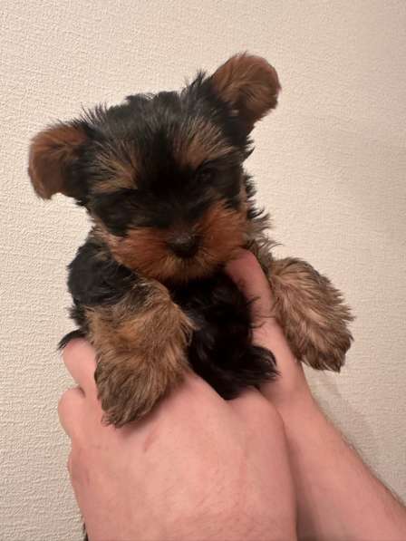 Йоширский терьер в Перми фото 3