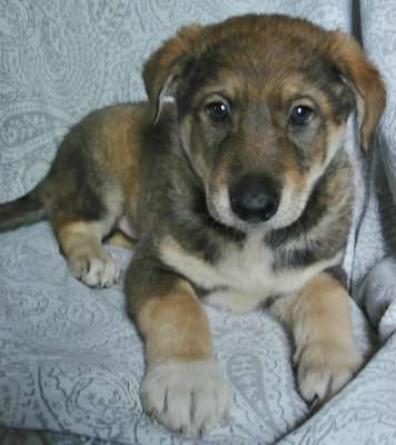 Щенки 2 месяца, мальчики и девочки в Санкт-Петербурге фото 8