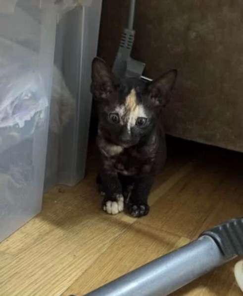 Котята Корниш-рекс в Москве фото 3