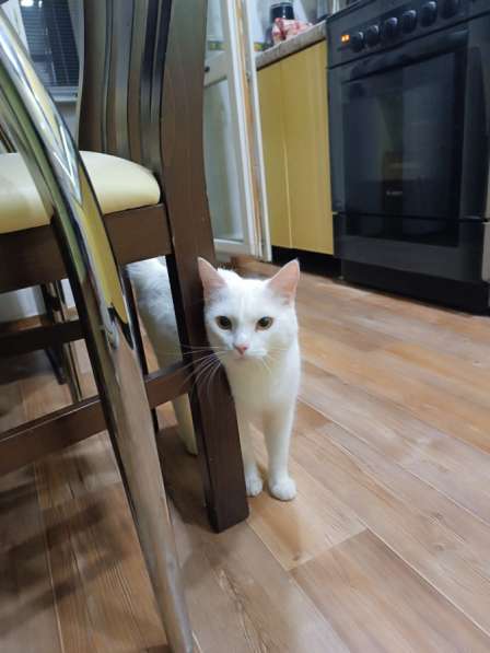 Отдам в добрые руки