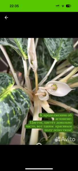 Аглонема демон в Оренбурге фото 4