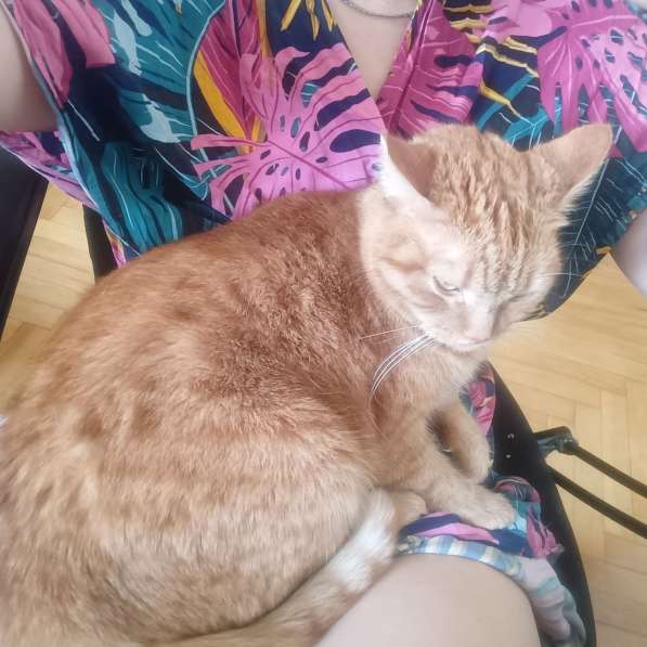 Умная кошка ищет хозяев в Ростове-на-Дону фото 4