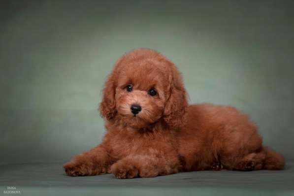 Той пудель девочка в Москве