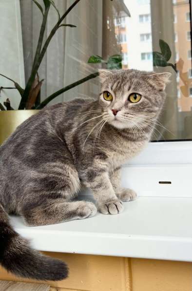 Вислоухая кошечка Энни в добрые руки в Москве фото 6