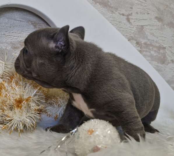 Французский бульдог в голубом окрасе в фото 3